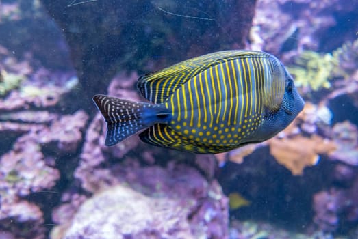 multicolored fish and marine organisms in an oceanarium. observation of aquatic life