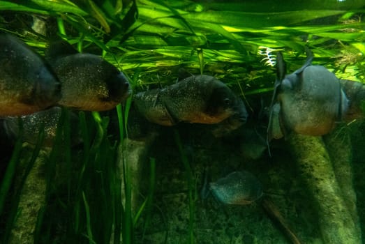 multicolored fish and marine organisms in an oceanarium. observation of aquatic life