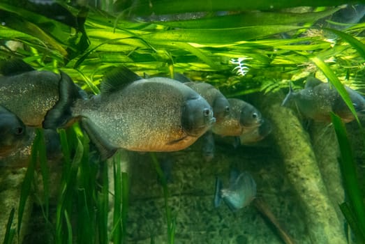 multicolored fish and marine organisms in an oceanarium. observation of aquatic life