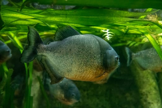 multicolored fish and marine organisms in an oceanarium. observation of aquatic life