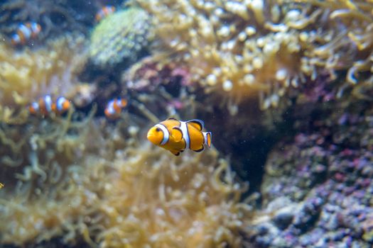 multicolored fish and marine organisms in an oceanarium. observation of aquatic life