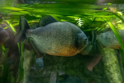 multicolored fish and marine organisms in an oceanarium. observation of aquatic life