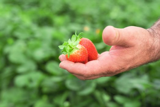 Farmer holding fresh strawberries in hands