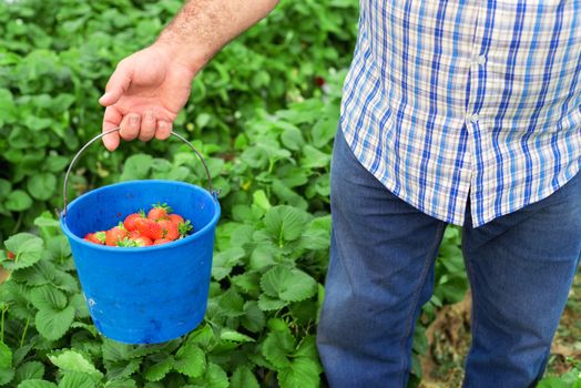 Farmer holding blue bucket in a strawberry field