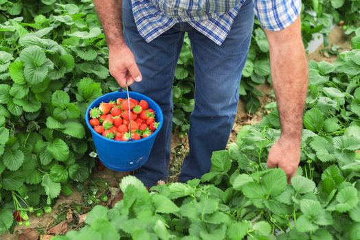 Farmer holding blue bucket in a strawberry field