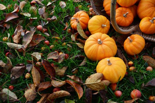 Mini orange pumpkins spilling from a wicker basket onto a leaf-covered lawn in autumn