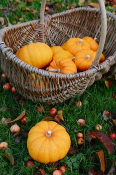 Sweet orange pumpkin and basket of Jack Be Little mini pumpkins on grass covered with crab apples