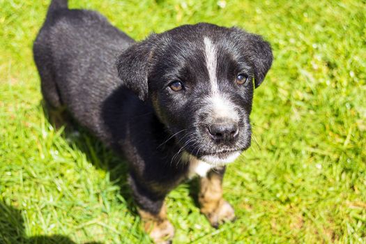 Portrait of funny young puppy resting on green lawn. Small black dog with white stains outdoors.