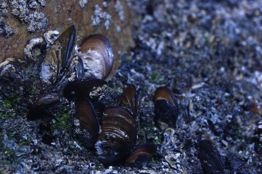 Natural cluster of black mussels (Mollusca bivalvia) with barnacles on seaside rock, St. Francis Bay, South Africa