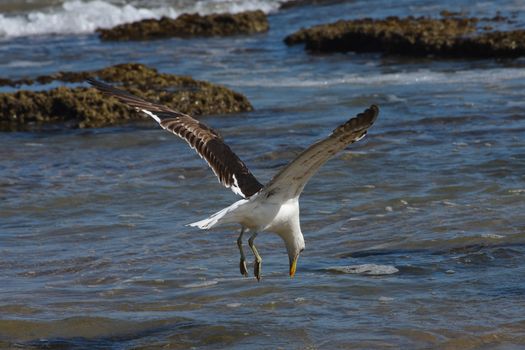 A kelp seagull (Larus dominicanus) diving towards shallow coastal seawater, Mossel Bay, South Africa