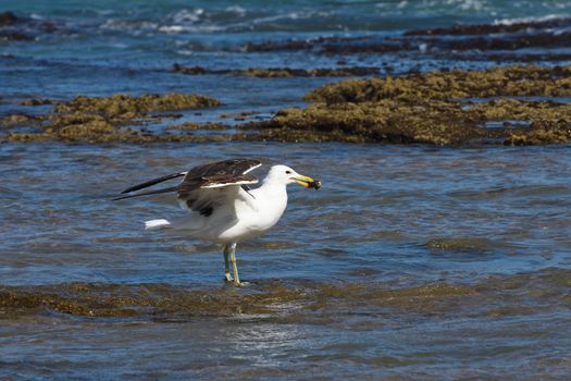 A kelp seagull (Larus dominicanus) standing in the water with a foraged mollusk, Mossel Bay, South Africa