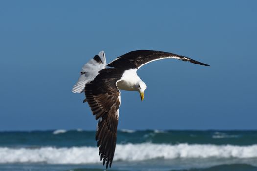 A kelp seagull (Larus dominicanus) glides along the seashore foraging for food, Mossel Bay, South Africa