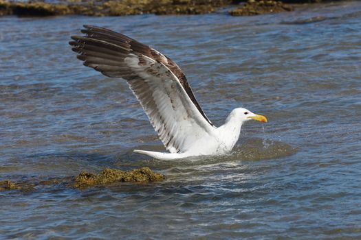 A kelp seagull (Larus dominicanus) landed in seawater with wings spread open, Mossel Bay, South Africa