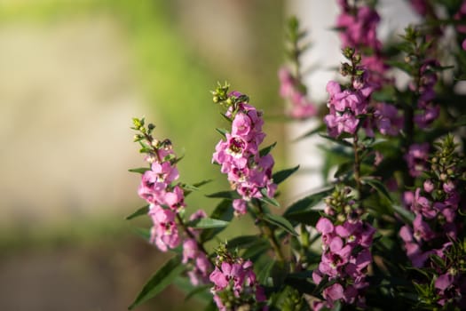 The background image of the colorful flowers, background nature