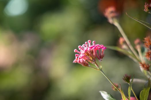 The background image of the colorful flowers, background nature