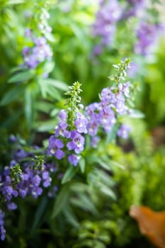 The background image of the colorful flowers, background nature