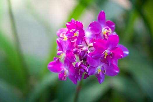 The background image of the colorful flowers, background nature