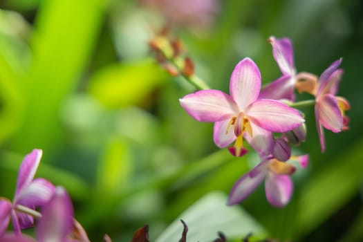 The background image of the colorful flowers, background nature