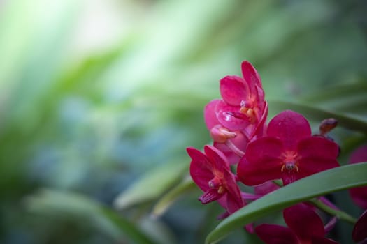 The background image of the colorful flowers, background nature