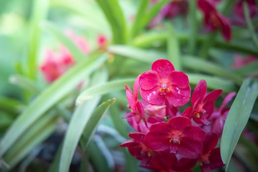 The background image of the colorful flowers, background nature