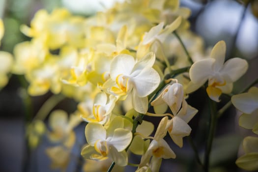 The background image of the colorful flowers, background nature