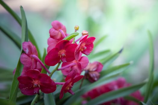 The background image of the colorful flowers, background nature