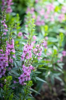 The background image of the colorful flowers, background nature