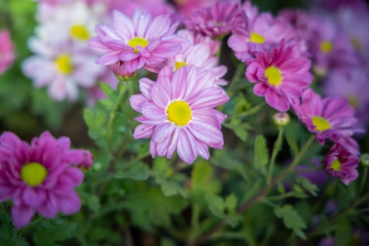 The background image of the colorful flowers, background nature