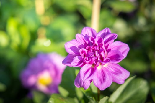 The background image of the colorful flowers, background nature