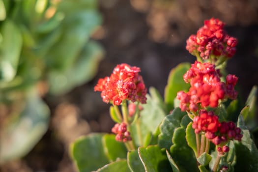 The background image of the colorful flowers, background nature