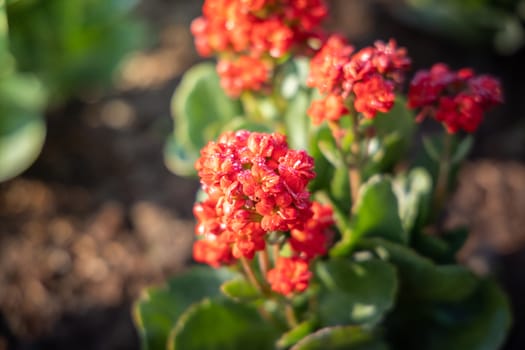 The background image of the colorful flowers, background nature