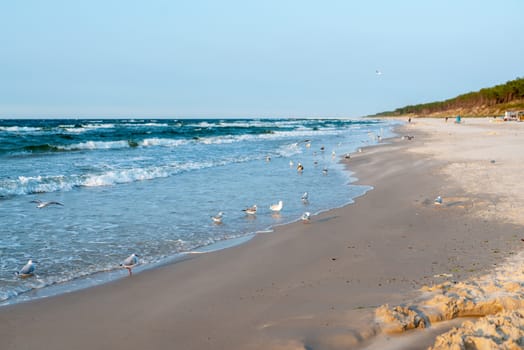 Sunset on the baltic sea with seagulls. Summer time. Golden hour.
