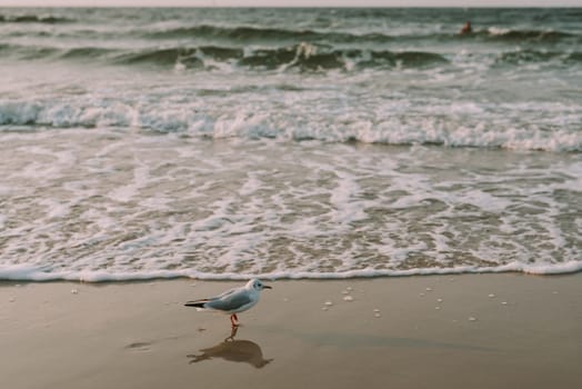 Sunset on the baltic sea with seagulls. Summer time. Golden hour.