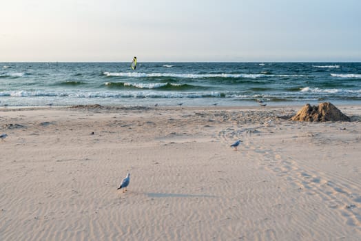 Sunset on the baltic sea with seagulls. Summer time. Golden hour.