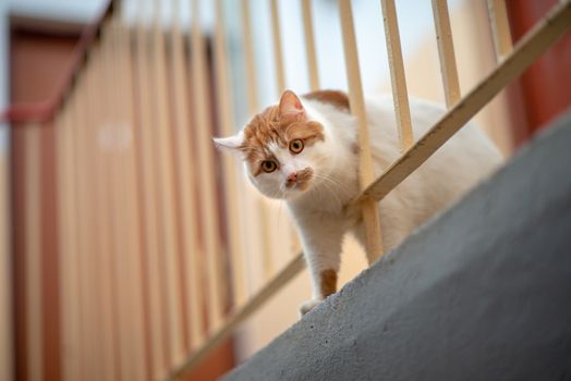 cat upside down on stair case.