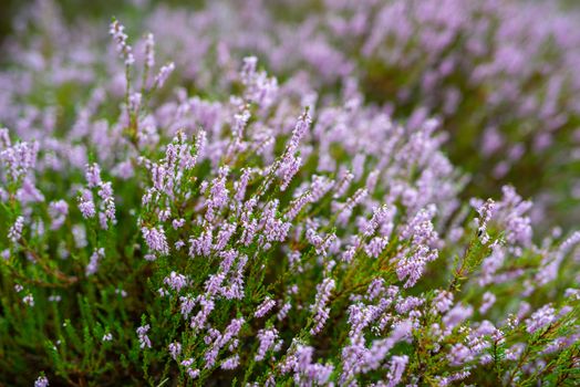 Blossoming Heather on the meadow next to a wood