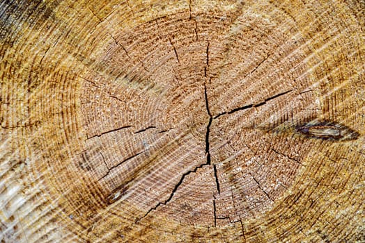 Wood Center MACRO showing Rings and Details.