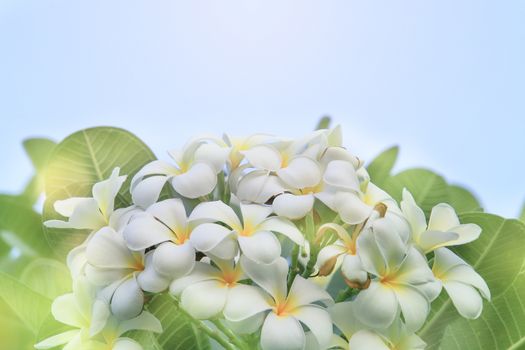 Beautiful of blossoming White yellow Frangipani or plumeria flower with color filter In spring Under the morning light with copy space,Use as background and wallpapers,Dream Frangipani flower concept