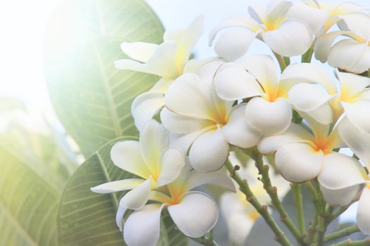 Beautiful of blossoming White yellow Frangipani or plumeria flower with color filter In the spring Under the morning light with copy space,Use as background and wallpapers,Dreaming Frangipani flower wallpaper concept