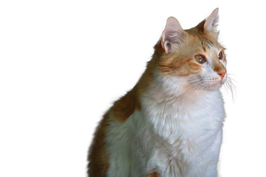 isolate cat on white background,Standing white and yellow cat Looking to the right of the image,The cat is staring,With copy space on the left side of the image