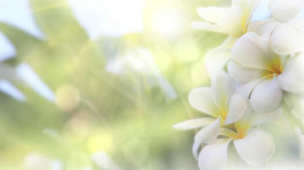 Beautiful of blossoming White yellow Frangipani or plumeria flower with color filter In the spring Under the morning light with copy space,Use as background and wallpapers,Dreaming Frangipani flower wallpaper concept