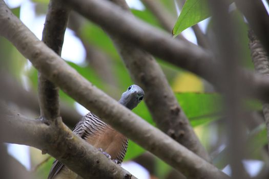 Feral pigeon perching on a branch watching camera Look funny