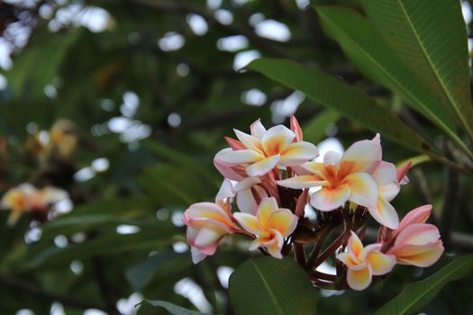 Beauty blooming Plumeria,Plumeria On the right side of the image 