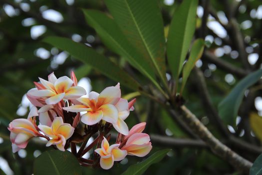 Beauty blooming Plumeria,Plumeria On the left side of the image