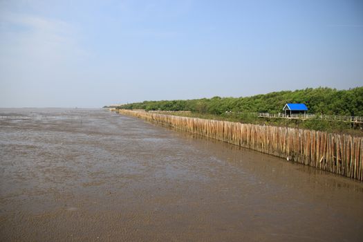 Mangrove forest and blue sky at low tide in thailand