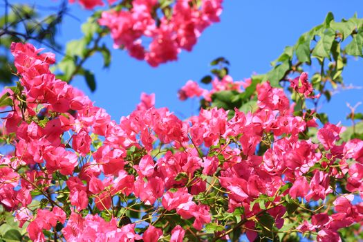 Beautiful pink red bougainvillea blooming, Bright pink red bougainvillea flowers as a floral background,Bougainvillea flowers texture and background,Close-up Bougainvillea tree with flowers 