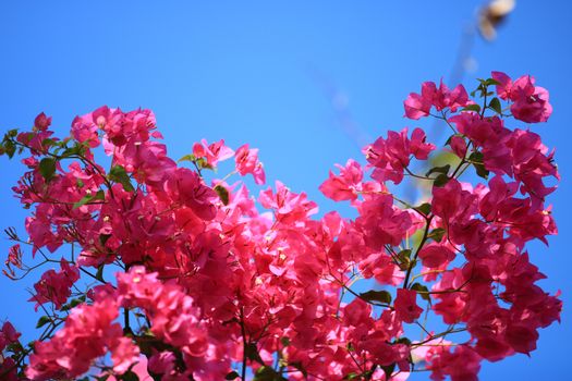 Beautiful pink red bougainvillea blooming, Bright pink red bougainvillea flowers as a floral background,Bougainvillea flowers texture and background,Close-up Bougainvillea tree with flowers 