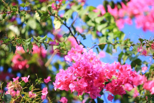 Beautiful pink red bougainvillea blooming, Bright pink red bougainvillea flowers as a floral background,Bougainvillea flowers texture and background,Close-up Bougainvillea tree with flowers 