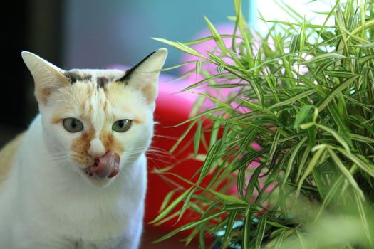 Cat eating fresh green grass,Cat Licking Its Lips After Eating fresh green Grass,Cat grass. Useful food for animals,concept of the health of Pets