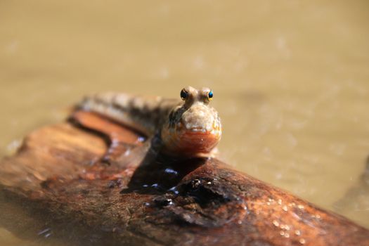 Close up mudskipper fish,Amphibious fish Lying on a log and looking at camera in the mangrove forest